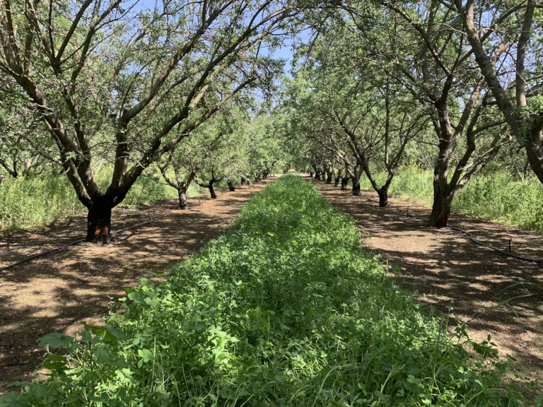 Christine Gemperle / Almond orchard | Allies for Agriculture