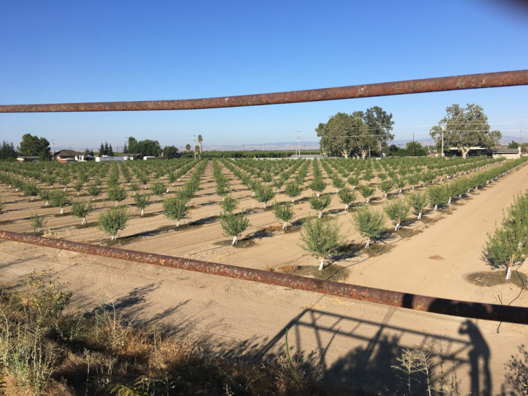 Christine Gemperle / Young almond orchard | Allies for Agriculture