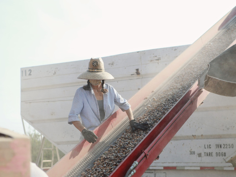 Christine Gemperle / Almonds on a conveyor belt | Allies for Agriculture